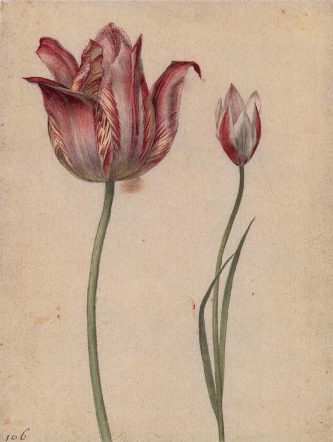 Two Tulips